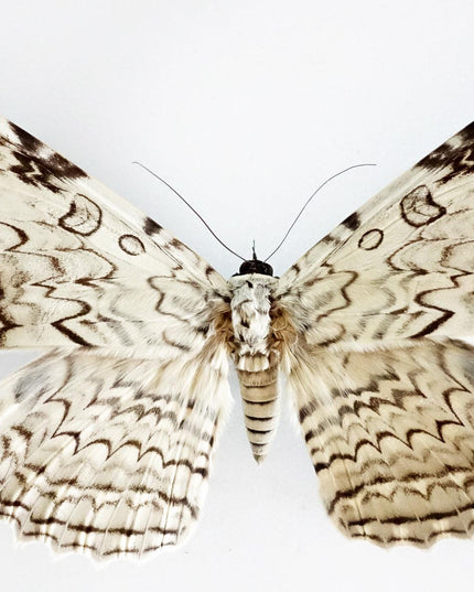 Entomology taxidermy: atlas, comet & white witch moths - papered specimens