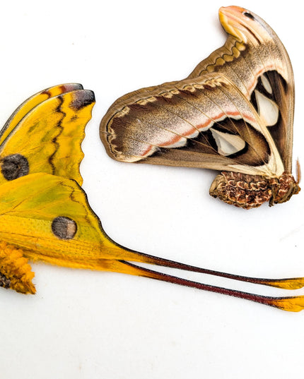 Entomology taxidermy: atlas, comet & white witch moths - papered specimens