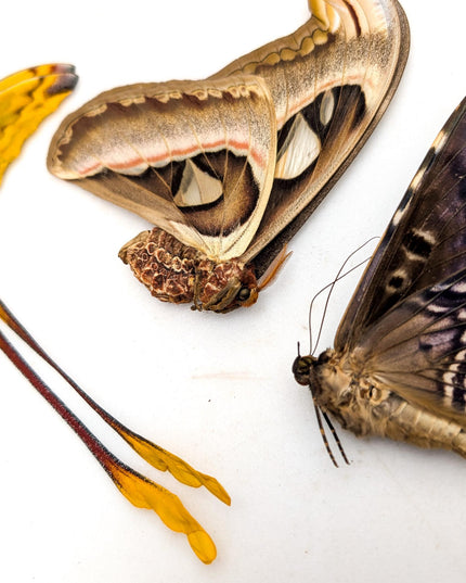 Entomology taxidermy: atlas, comet & white witch moths - papered specimens