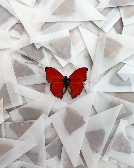 Papered cymothoe sangaris butterfly specimens, blood-red glider, taxidermy set (50 pcs)