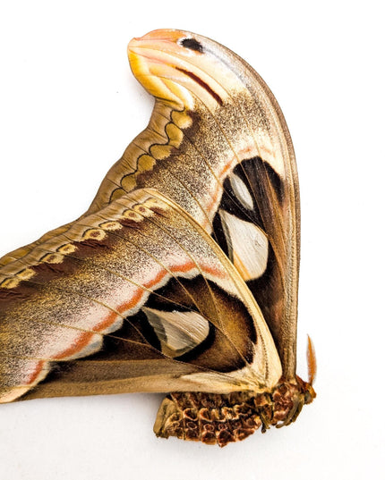 Entomology taxidermy: atlas, comet & white witch moths - papered specimens