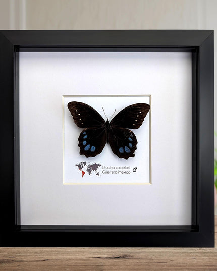 Drucina zacariasi | guerrero mexico | rarity | high mountain butterfly | frame 8" x 8"