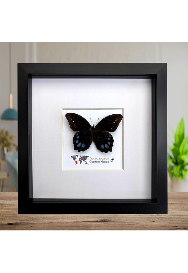 Drucina zacariasi | guerrero mexico | rarity | high mountain butterfly | frame 8" x 8"