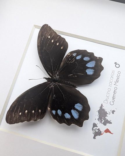 Drucina zacariasi | guerrero mexico | rarity | high mountain butterfly | frame 8" x 8"