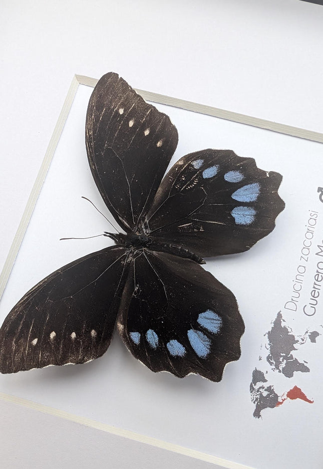 Drucina zacariasi | guerrero mexico | rarity | high mountain butterfly | frame 8" x 8"