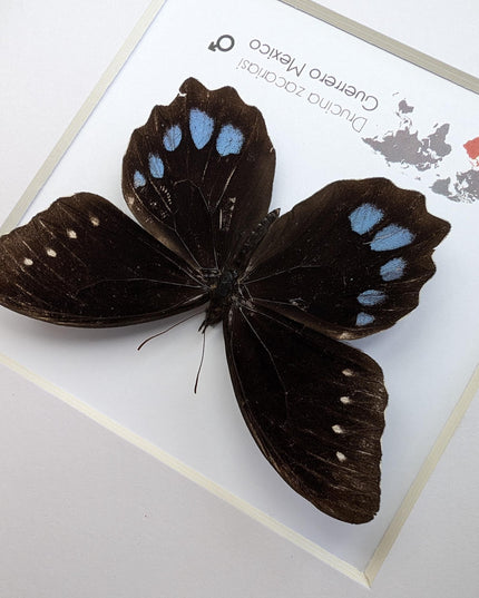 Drucina zacariasi | guerrero mexico | rarity | high mountain butterfly | frame 8" x 8"