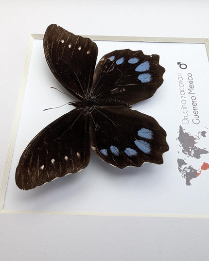 Drucina zacariasi | guerrero mexico | rarity | high mountain butterfly | frame 8" x 8"