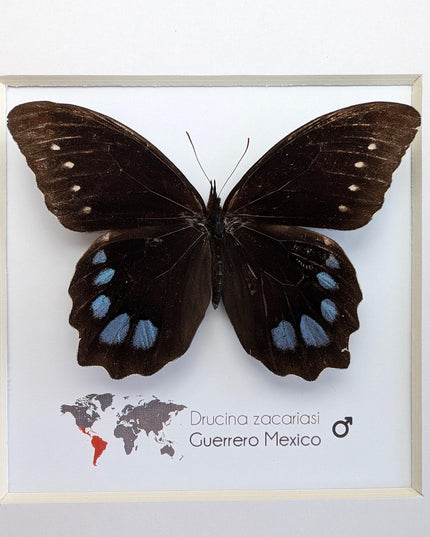 Drucina zacariasi | guerrero mexico | rarity | high mountain butterfly | frame 8" x 8"