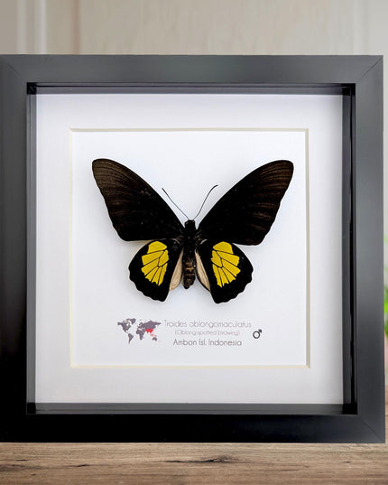 Framed criton birdwing butterfly taxidermy, ethically sourced entomology display