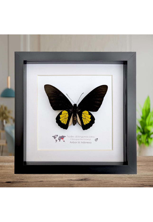 Framed criton birdwing butterfly taxidermy, ethically sourced entomology display