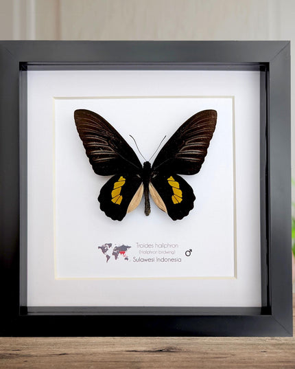Framed haliphron birdwing butterfly taxidermy, ethically sourced entomology display (8x8)