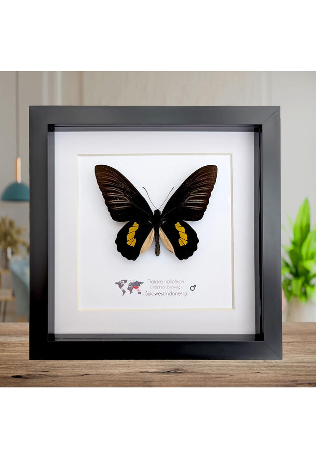 Framed haliphron birdwing butterfly taxidermy, ethically sourced entomology display (8x8)