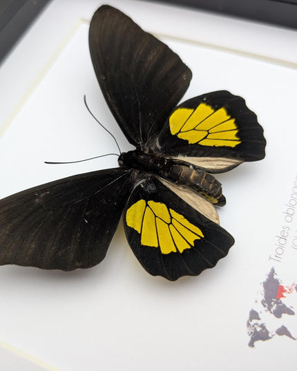 Framed criton birdwing butterfly taxidermy, ethically sourced entomology display