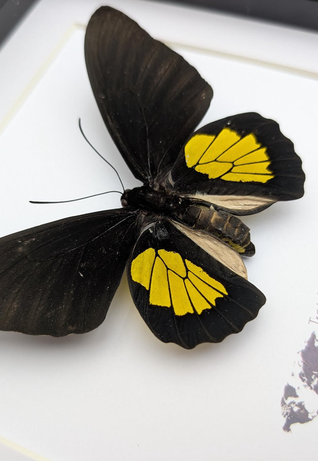 Framed criton birdwing butterfly taxidermy, ethically sourced entomology display