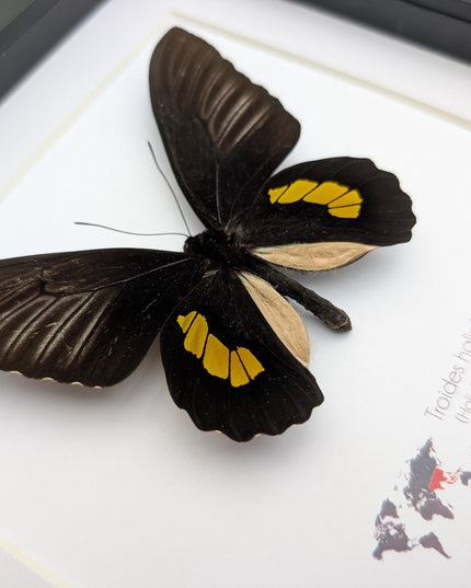 Framed haliphron birdwing butterfly taxidermy, ethically sourced entomology display (8x8)