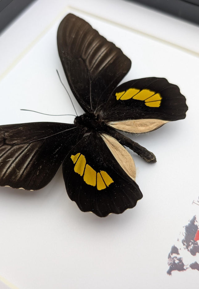 Framed haliphron birdwing butterfly taxidermy, ethically sourced entomology display (8x8)