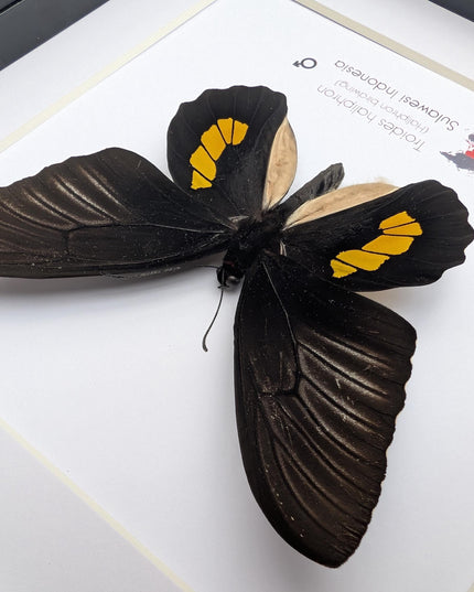 Framed haliphron birdwing butterfly taxidermy, ethically sourced entomology display (8x8)
