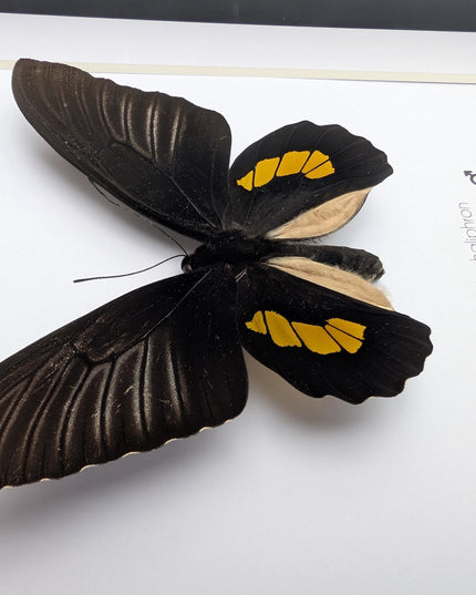 Framed haliphron birdwing butterfly taxidermy, ethically sourced entomology display (8x8)