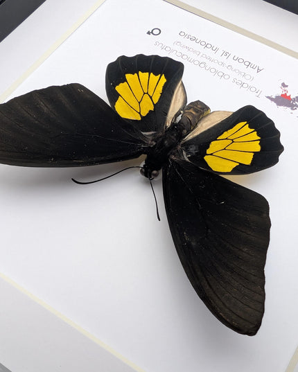 Framed criton birdwing butterfly taxidermy, ethically sourced entomology display