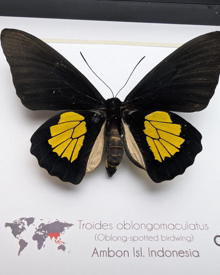 Framed criton birdwing butterfly taxidermy, ethically sourced entomology display