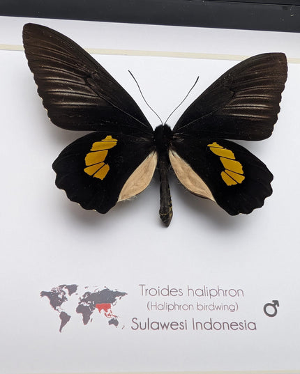 Framed haliphron birdwing butterfly taxidermy, ethically sourced entomology display (8x8)