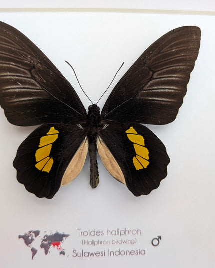 Framed haliphron birdwing butterfly taxidermy, ethically sourced entomology display (8x8)