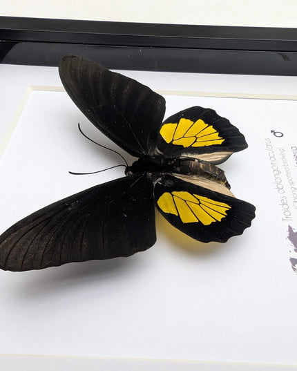 Framed criton birdwing butterfly taxidermy, ethically sourced entomology display