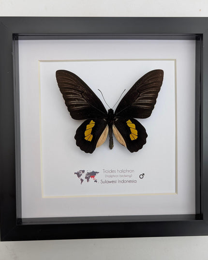 Framed haliphron birdwing butterfly taxidermy, ethically sourced entomology display (8x8)