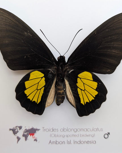 Framed criton birdwing butterfly taxidermy, ethically sourced entomology display