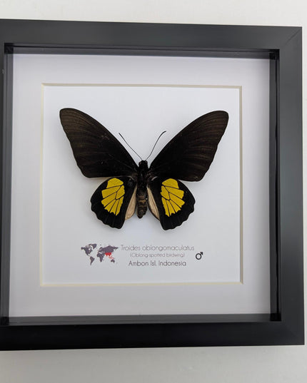 Framed criton birdwing butterfly taxidermy, ethically sourced entomology display