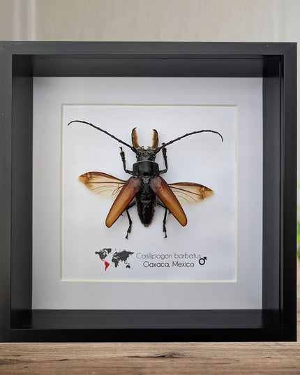 Callipogon barbatus beetle in shadowbox: large long-horned insect display (6" x 6")
