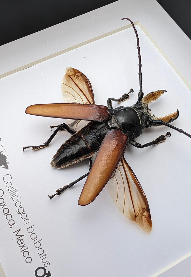 Callipogon barbatus beetle in shadowbox: large long-horned insect display (6" x 6")