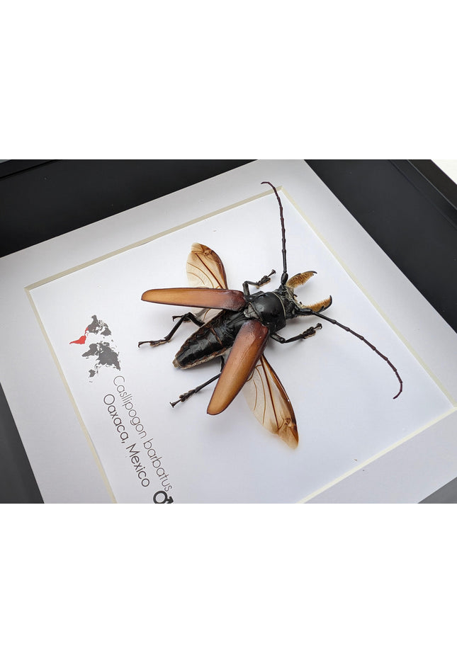 Callipogon barbatus beetle in shadowbox: large long-horned insect display (6" x 6")