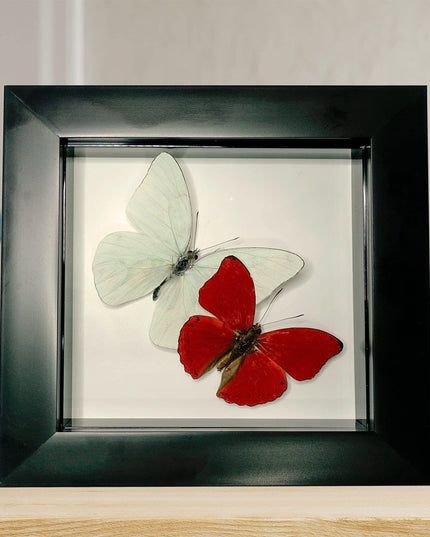 Framed blood-red glider & florida white butterfly display (4x4)