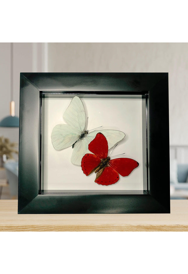 Framed blood-red glider & florida white butterfly display (4x4)