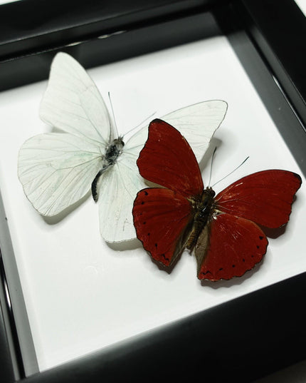 Framed blood-red glider & florida white butterfly display (4x4)