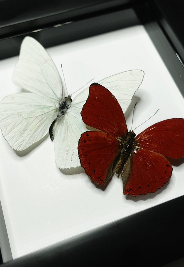 Framed blood-red glider & florida white butterfly display (4x4)