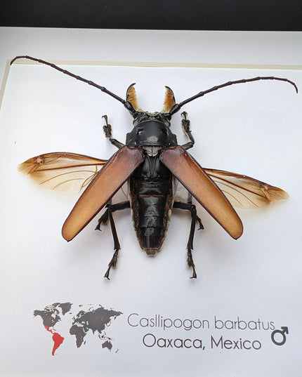 Callipogon barbatus beetle in shadowbox: large long-horned insect display (6" x 6")