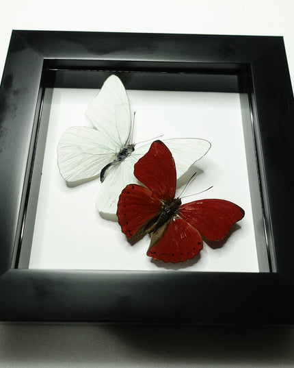 Framed blood-red glider & florida white butterfly display (4x4)
