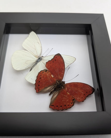 Framed blood-red glider & florida white butterfly display (4x4)
