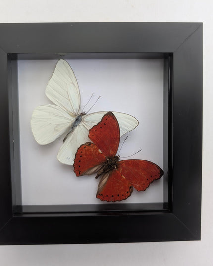 Framed blood-red glider & florida white butterfly display (4x4)