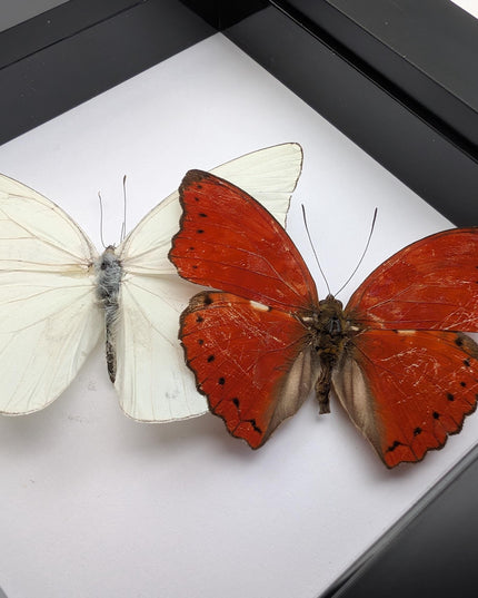 Framed blood-red glider & florida white butterfly display (4x4)
