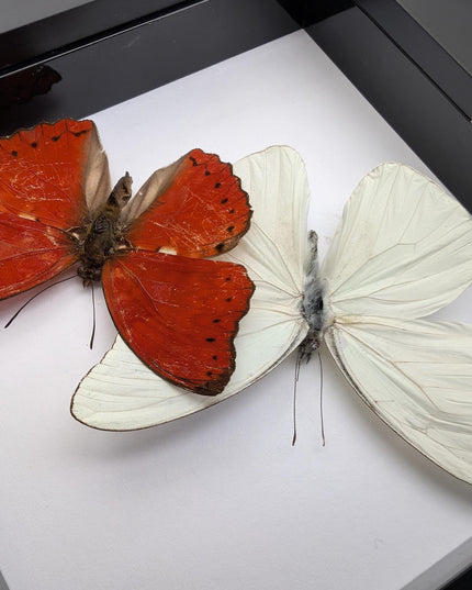 Framed blood-red glider & florida white butterfly display (4x4)