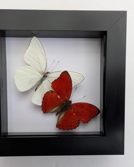 Framed blood-red glider & florida white butterfly display (4x4)