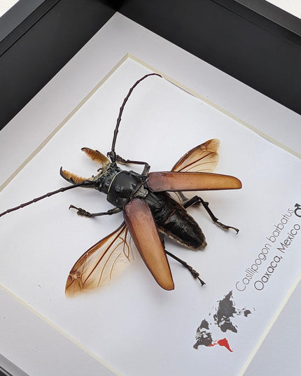 Callipogon barbatus beetle in shadowbox: large long-horned insect display (6" x 6")