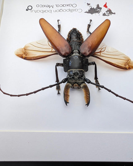 Callipogon barbatus beetle in shadowbox: large long-horned insect display (6" x 6")