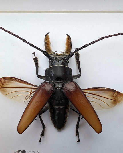 Callipogon barbatus beetle in shadowbox: large long-horned insect display (6" x 6")