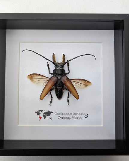 Callipogon barbatus beetle in shadowbox: large long-horned insect display (6" x 6")