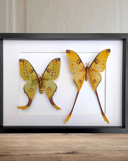 Framed comet moth: Argema mitrei pair from madagascar (A3)