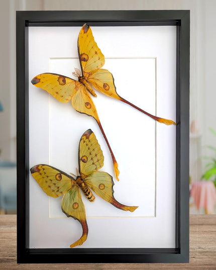 Framed comet moth: Argema mitrei pair V2 from madagascar (A3)